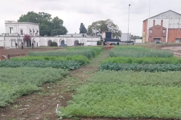 Expo 2023: la Eeaoc mostrará los cultivos tucumanos