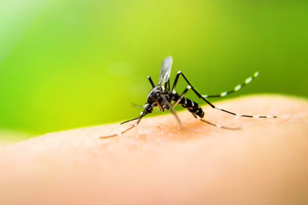 Tucumán sigue sin casos de dengue