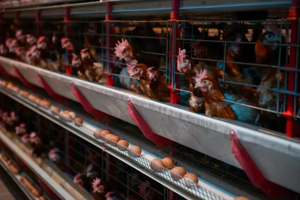 Arabia Saudita habilitó el ingreso de productos aviares procedentes de Argentina