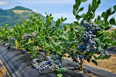 El arándano no se salvó de los efectos del cambio climático en el mundo