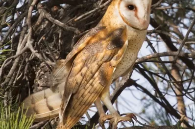 Mendoza: utilizarán lechuzas para combatir la plaga de ratas