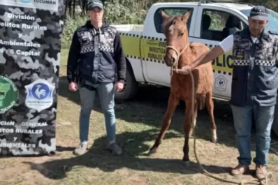 Tafí Viejo: encontraron un equino robado