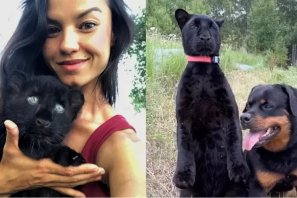 Creyó rescatar un gato y terminó siendo una pantera: la increíble historia de una joven que es furor en las redes