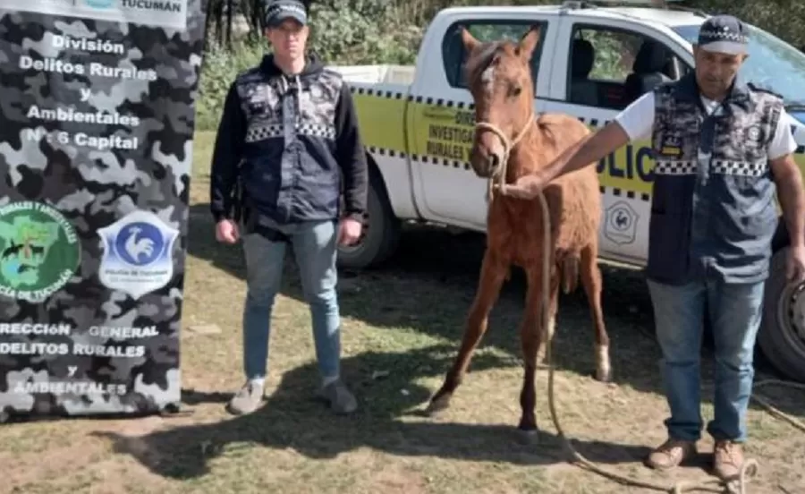 Tafí Viejo: encontraron un equino robado