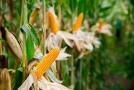 Maíz: se producirá casi un 35% menos que el año pasado