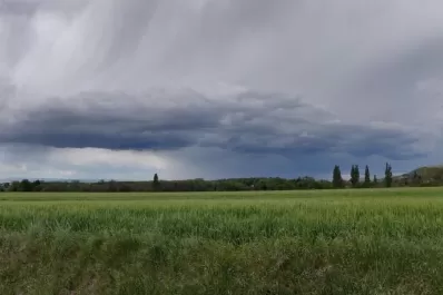 “El trigo sembrado a tiempo tendrá los rindes promedios de la provincia”