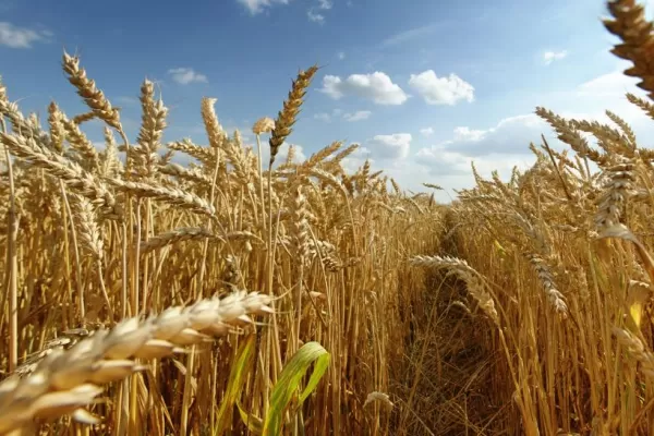 La producción de trigo será menor a la esperada