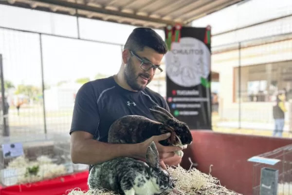 Expo Tucumán 2023: la cría de conejos, un arte y una pasión que se descubre