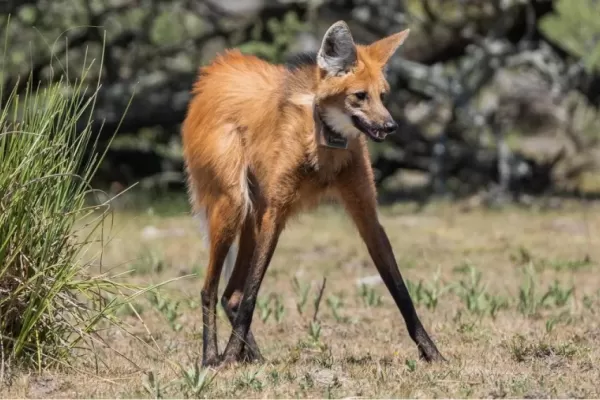 Reapareció un aguará guazú en La Pampa después de 200 años: cómo es esta especie