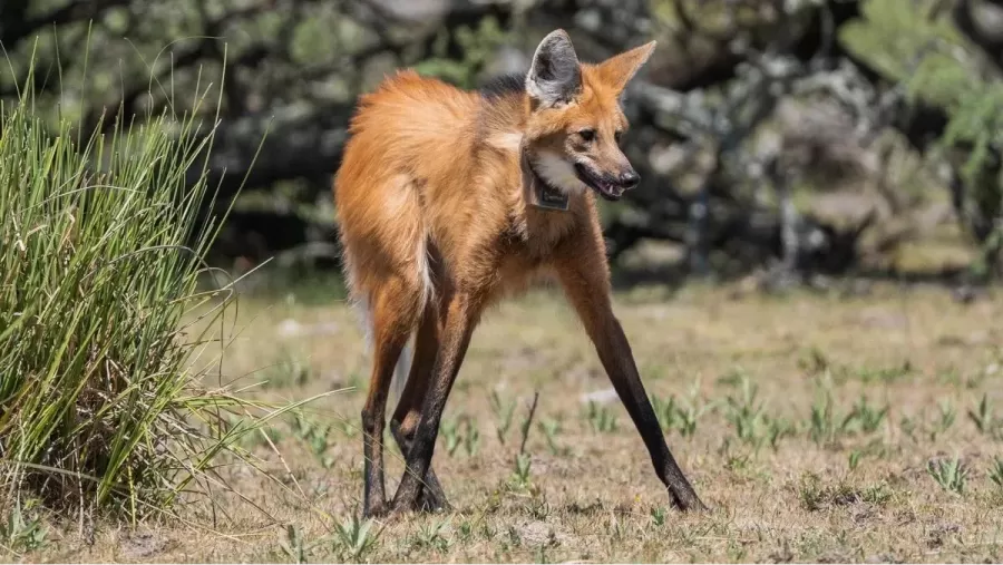 Después de 200 años apareció un aguará guazú en La Pampa