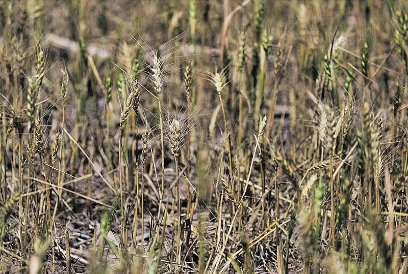 A la espera de nuevas lluvias que detengan el deterioro de cultivos