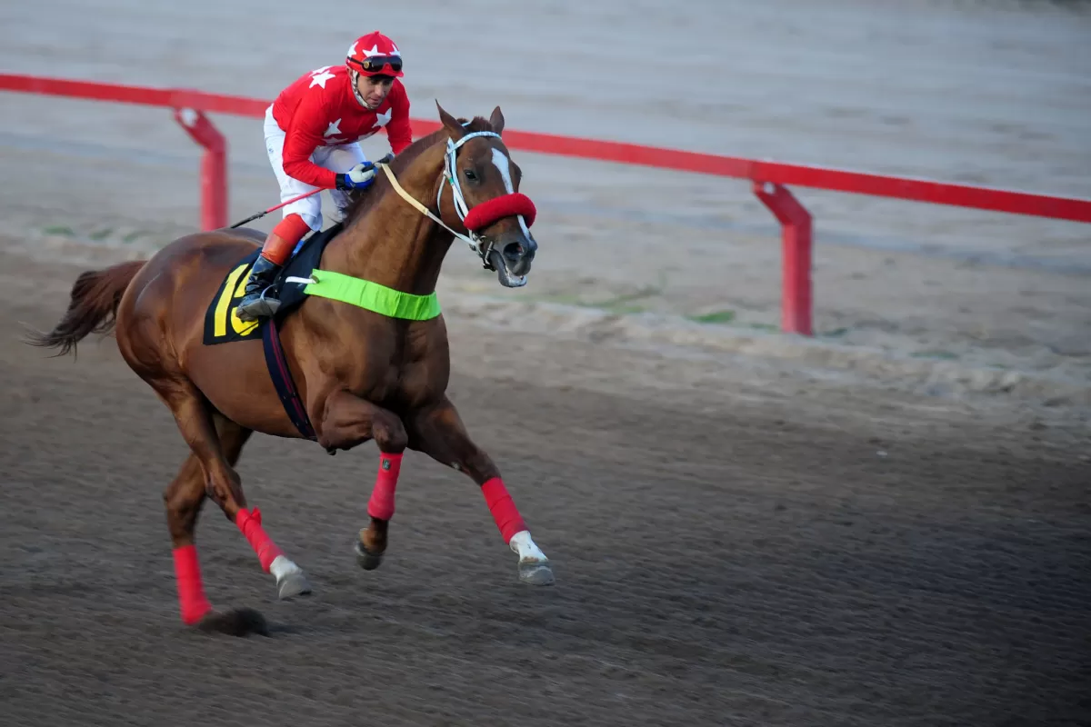 Incurable Rebelde se adjudicó en tres oportunidades el Gran Premio. LA GACETA / FOTO DE ANTONIO FERRONI.