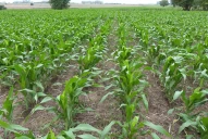 Maíz: la superficie de siembra se mantendrá