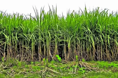 Hubo denuncias de emergencia de tupulo en los campos