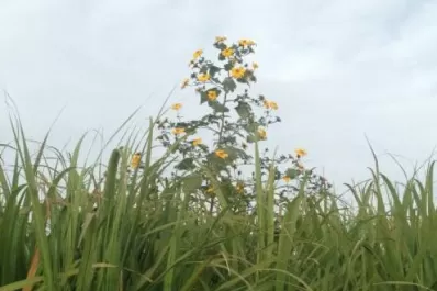 “Las malezas avanzaron peligrosamente sobre el cañaveral durante este año”