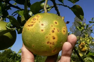 HLB: actividades para fortalecer la prevención