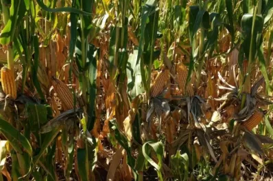 La relevancia del monitoreo y los datos