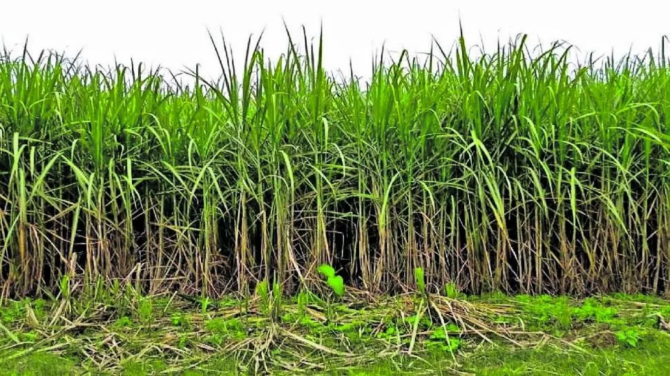 RESIDUALES LARGOS. Los productores están esperando las nuevas precipitaciones. 