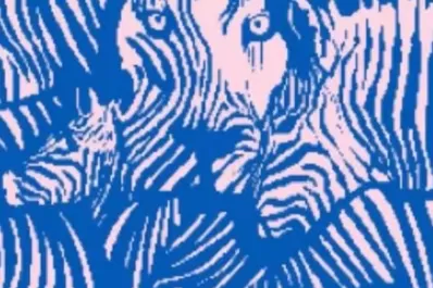 ¿Cebra o león? El test visual que define cómo te gusta disfrutar de tu tiempo libre