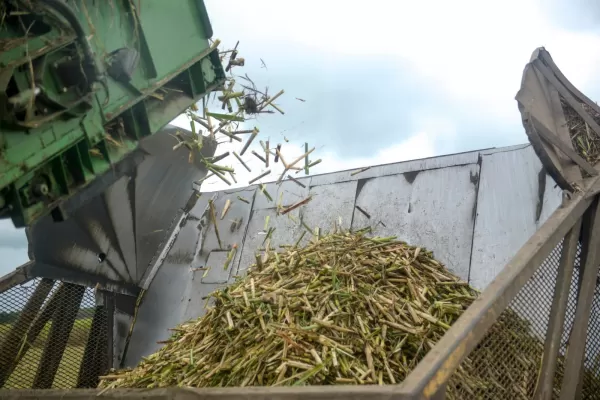 Distribuyeron el cupo de azúcar crudo para exportar a Estados Unidos