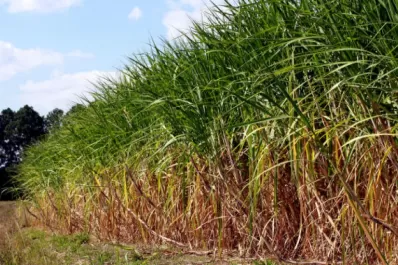 Los valores se acercaron a los obtenidos el año pasado