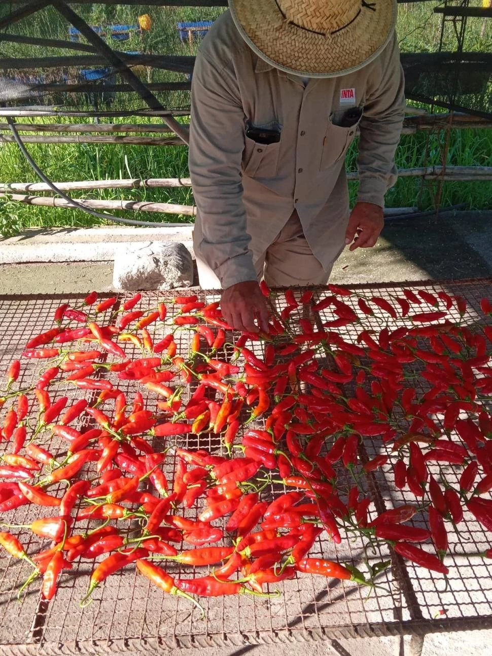 AJÍ. Se caracteriza por el “picor” de sus frutos, los colores, aromas y sabores.  