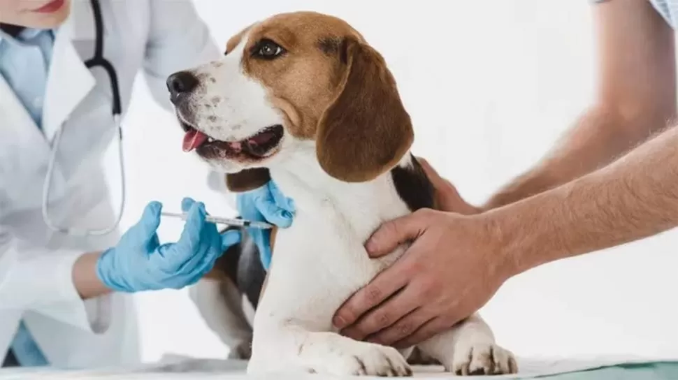 VACUNACIÓN. Esta es la manera más segura de proteger a las mascotas. 