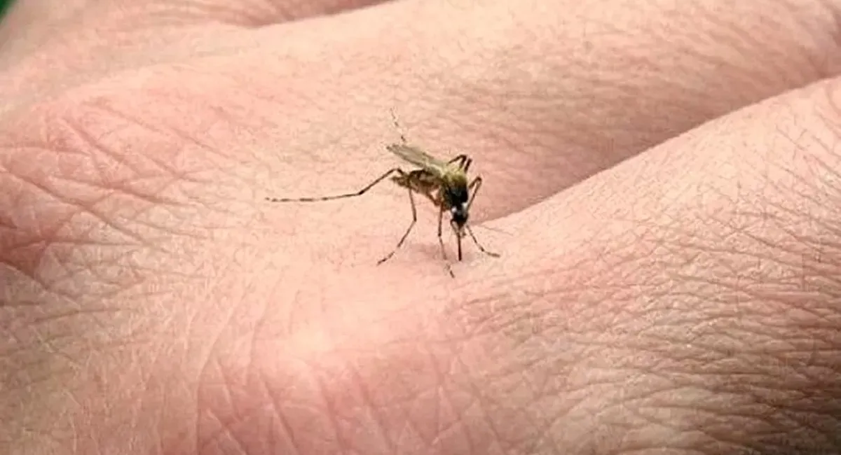 La OMS aprobó una nueva vacuna contra la malaria desarrollada por la Universidad de Oxford