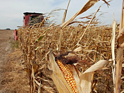 DATOS. Los rendimientos promedios en Tucumán estuvieron entre 1,8 y 8 t/ha; mientras que en la zona de influencia el rinde promedio máximo llegó a 7 t/ha.