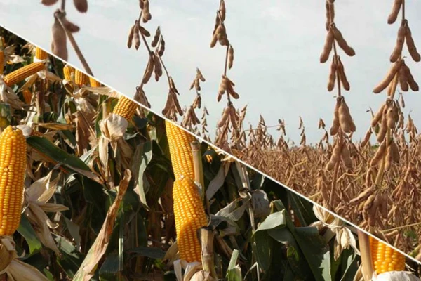 Reporte rural: rotar cultivos produce efectos favorables