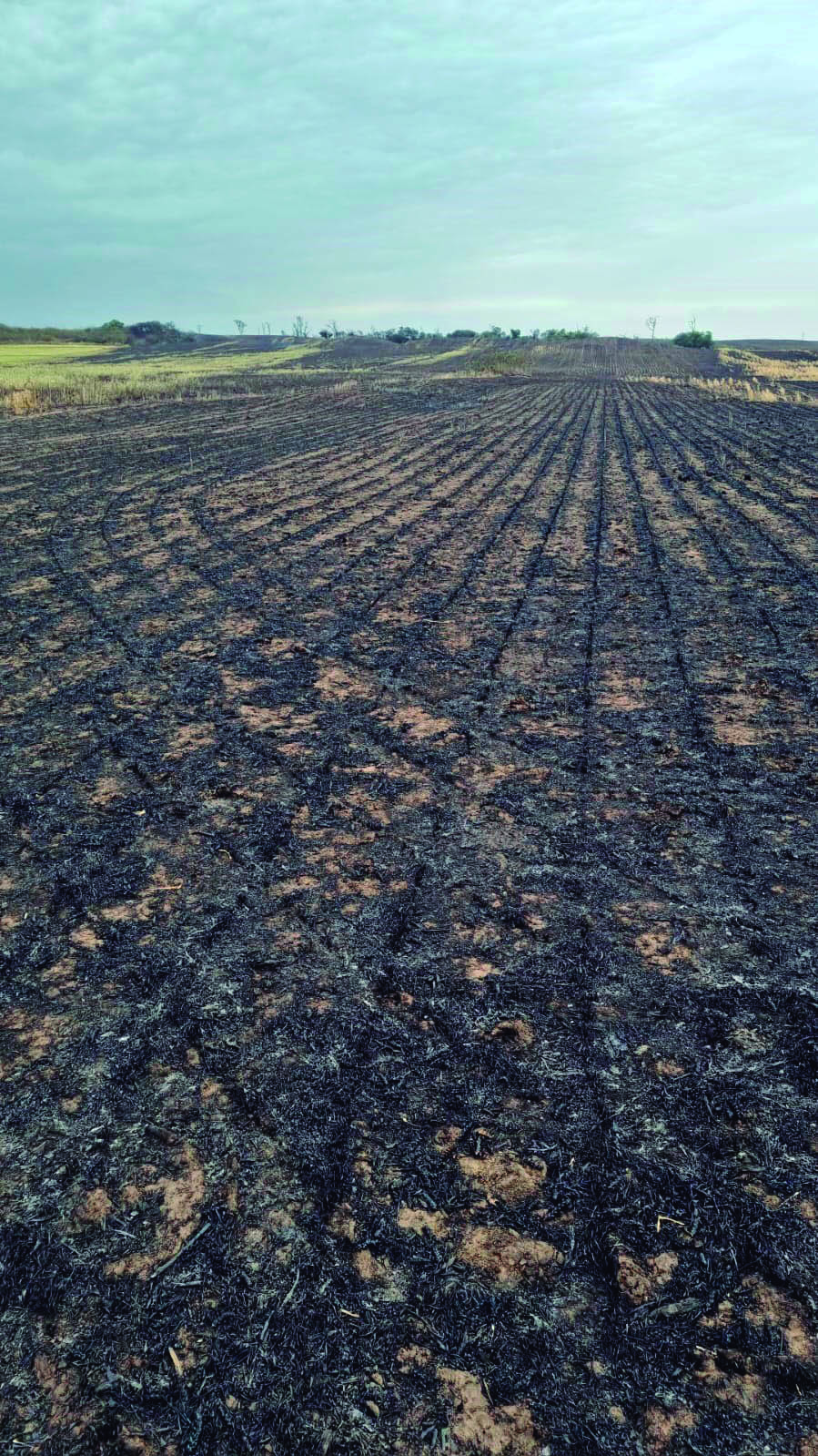 RESULTADO. El incendio generó pérdidas económicas y ambientales.