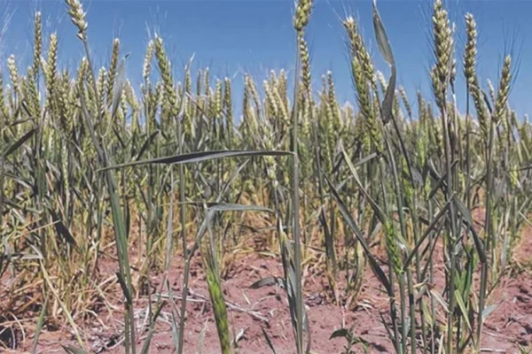 Trigo: el 46% de las ha muestran condiciones de regulares a malas