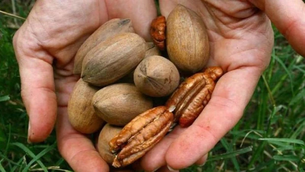 EN ALZA. El cultivo de pecán se encuentra en ascenso, con altas expectativas de aumento de superficie y producción.