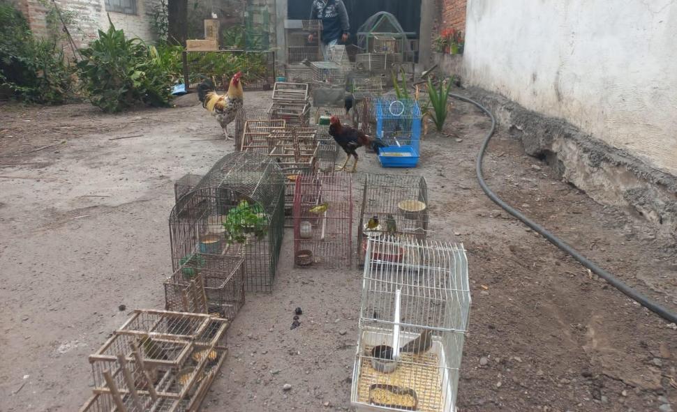 DESCUIDADAS. Las aves son mantenidas en pésimas condiciones.