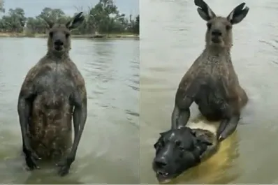 Video: un hombre se peleó con un canguro para defender a su perro