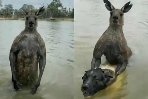 Video: un hombre se peleó con un canguro para defender a su perro