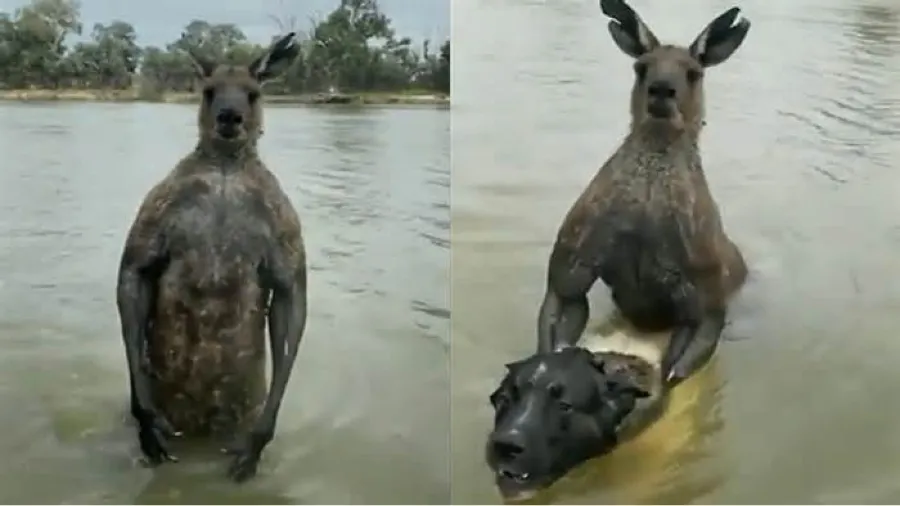 Video: un hombre defendió a su perro de morir ahogado y se peleó mano a mano con un canguro.