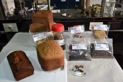 Evalúan usar insectos como alternativa de alimentación