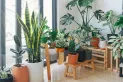 Estas son las tres plantas que no deberíamos tener nunca en casa, según el Feng Shui