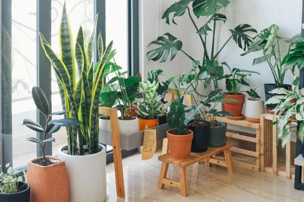 Cuáles son las tres plantas que no deberíamos tener en casa, según el Feng Shui