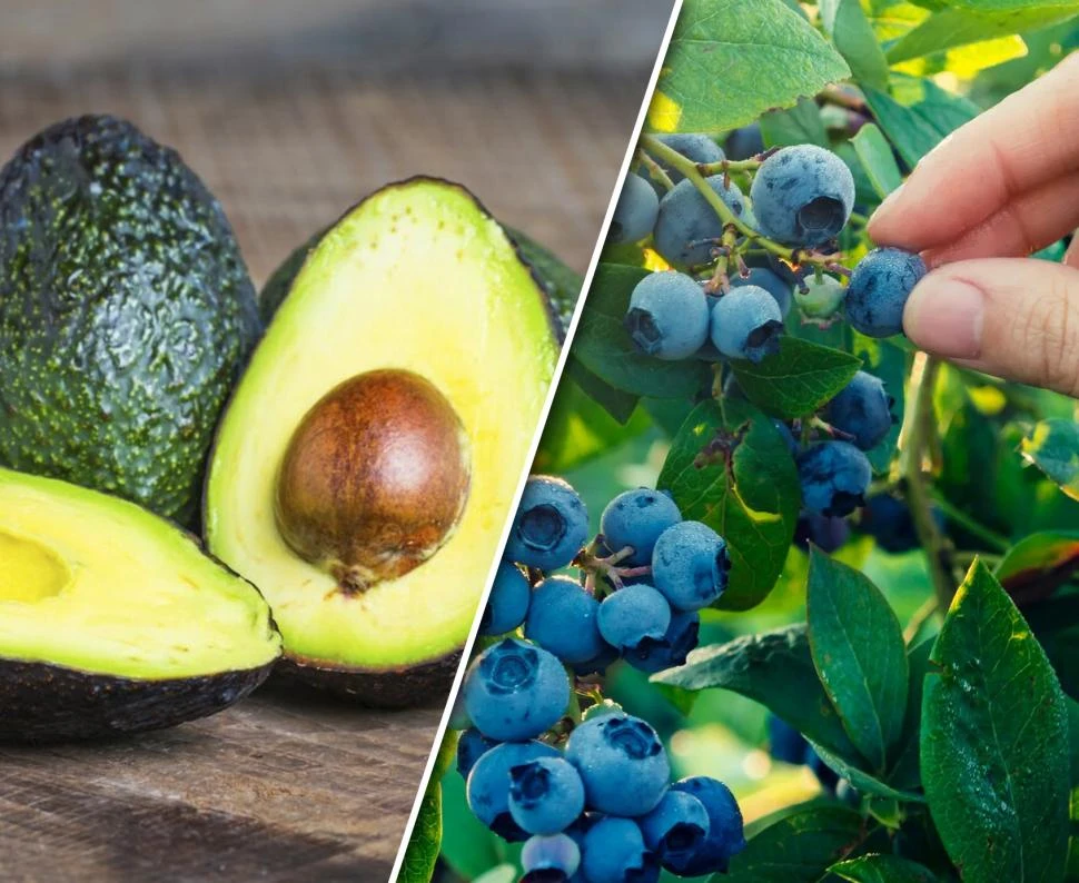 SITUACIÓN. La palta, el arándano o alguna tropical son la nueva panacea; mientras, los productores a frutas más “clásicas” enfrentan una tormenta perfecta.