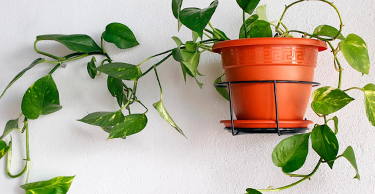 Estas son las tres plantas que no deberíamos tener nunca en casa, según el Feng Shui
