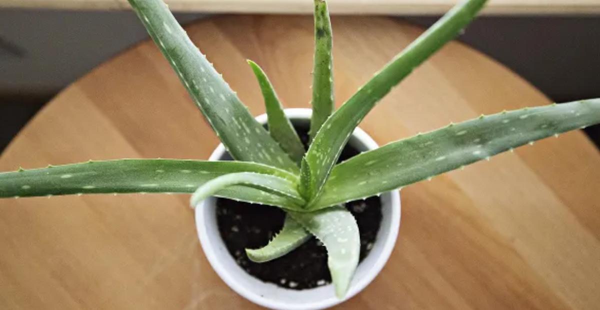 Estas son las tres plantas que no deberíamos tener nunca en casa, según el Feng Shui