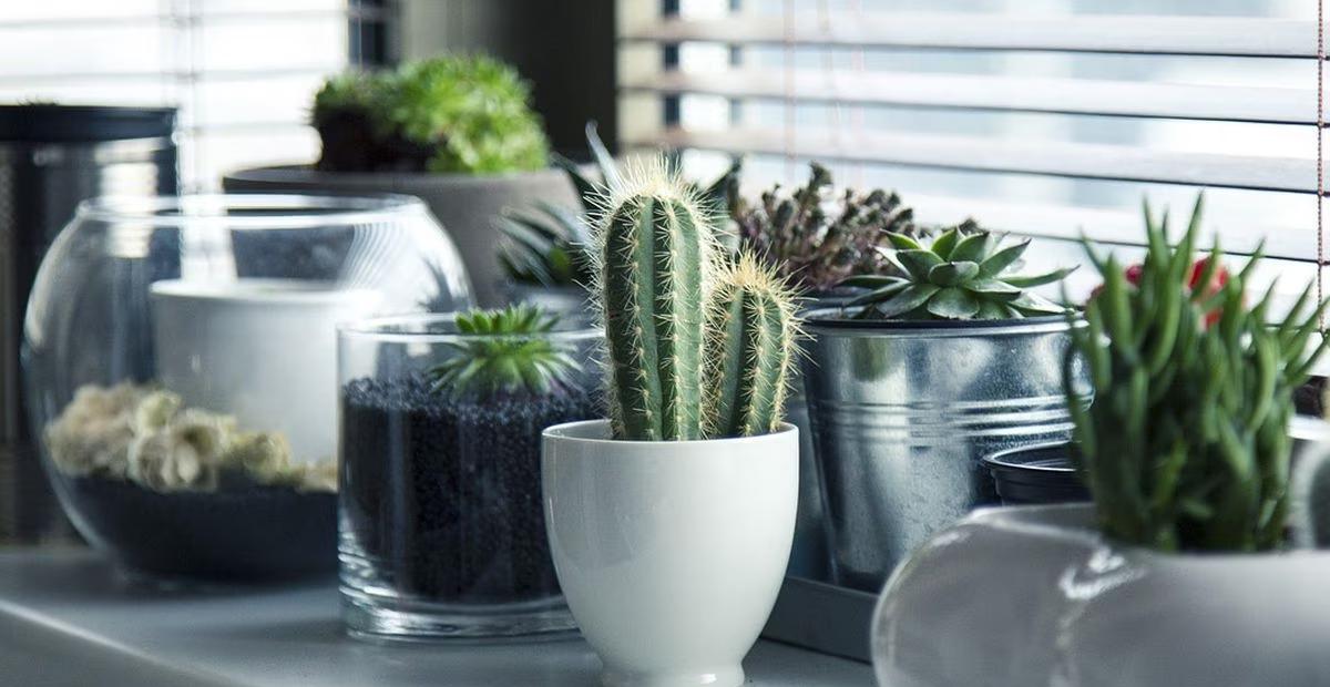 Estas son las tres plantas que no deberíamos tener nunca en casa, según el Feng Shui