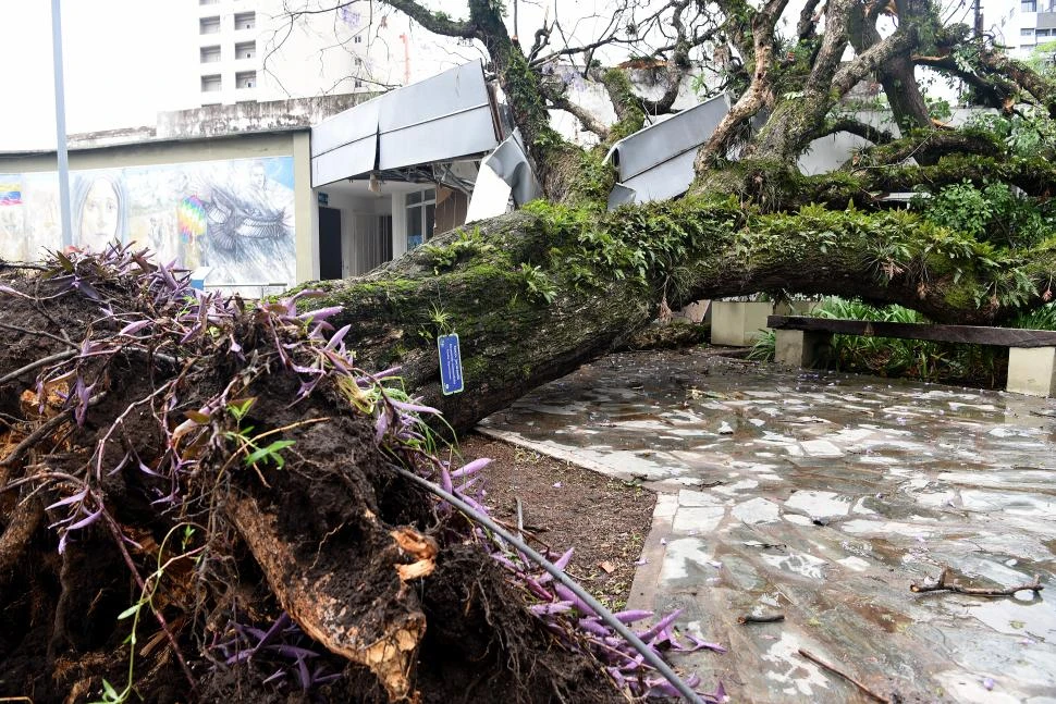 EN LA CASA BELGRANIANA. El tarco que se desprendió afectó parte de la infraestructura de la institución y dañó dos autos que estaban en la calle. LA GACETA / FOTOs DE JOSé NUNO
