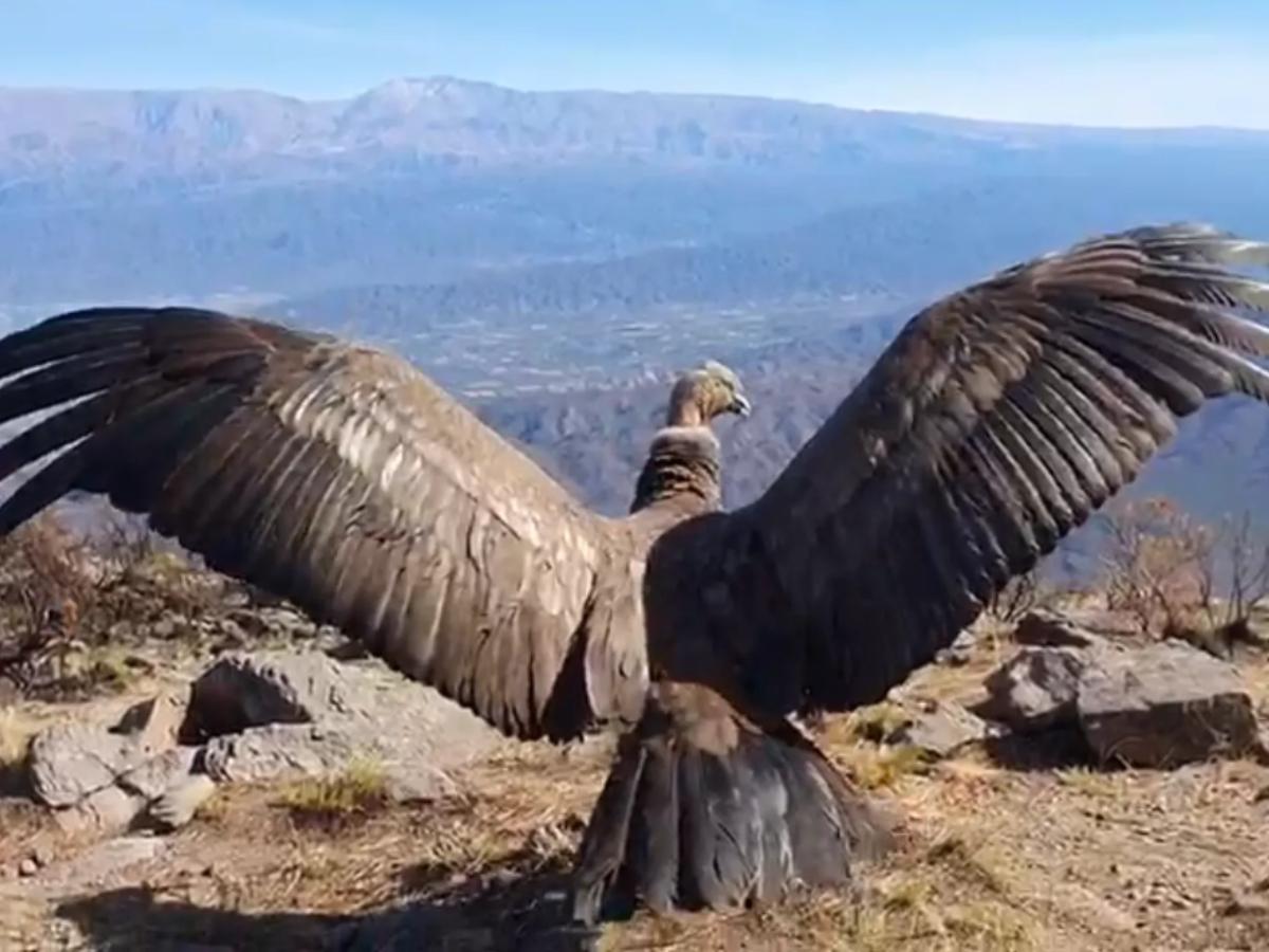 Vacaciones 2023/24: avistaje de cóndores en Catamarca, un gran espectáculo natural