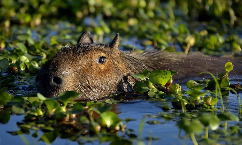 Vacaciones 2023/24: un pantanal, un oasis termal y una ruta de museo en el Norte argentino