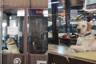 Un tierno perro atendiendo un control fronterizo entre Argentina y Chile se hizo viral