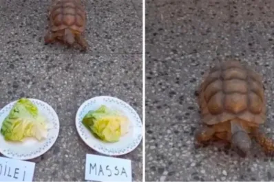 Pandolfina, la tortuga que acertó los resultados de Qatar 2022, predijo quién ganará el balotaje en Argentina