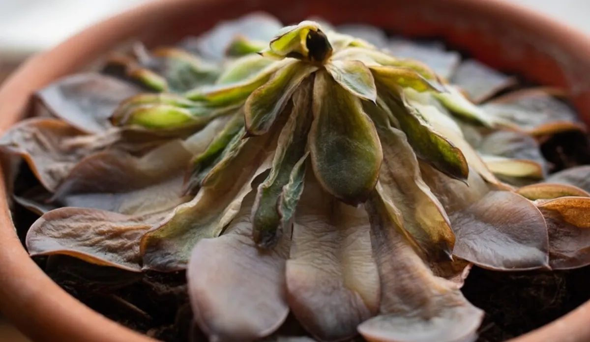 Feng Shui: qué energía atraen las suculentas y qué pasa si se pudren